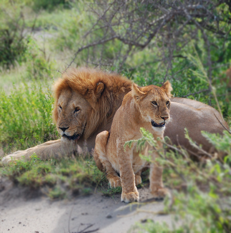 Serengeti-national-park-lions